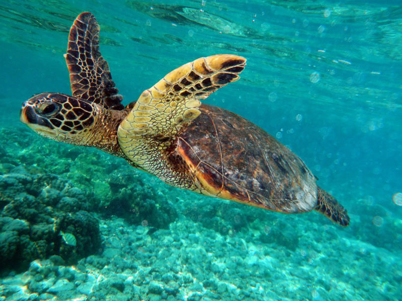 costa-rica-sea-turtles